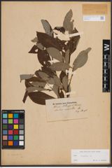 Foto von Salix caprea L.
